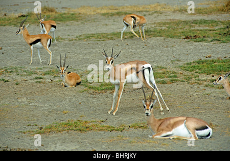 Les gazelles, Ngorongoro Conservation Area, Tanzania, Africa Banque D'Images