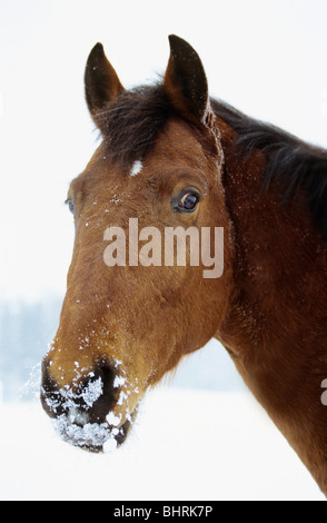 Cheval Holsteiner dans la neige / portrait Banque D'Images