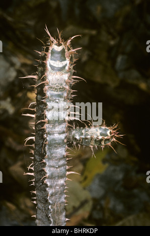 Euphorbia neohumbertii croissant sur calcaire dans les Tsingy de l'Ankarana réserve spéciale Madagascar Banque D'Images