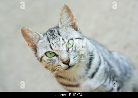 Chat regardant fixement Banque D'Images