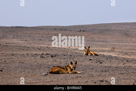 Deux chacals reste allongé sur le sol en Namibie Skeleton Coast Park Banque D'Images