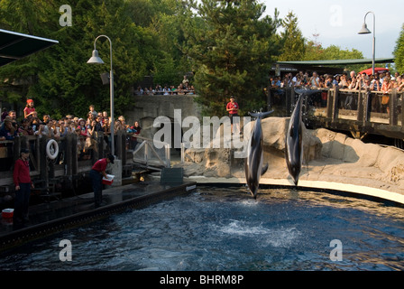 Spectacle de Dauphins à l'Aquarium de Vancouver en Colombie-Britannique au Canada. Banque D'Images