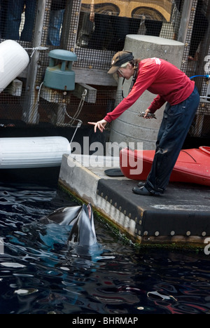 Un formateur de donner une commande à nez de bouteille les dauphins à l'Aquarium de Vancouver en Colombie-Britannique, Canada Banque D'Images