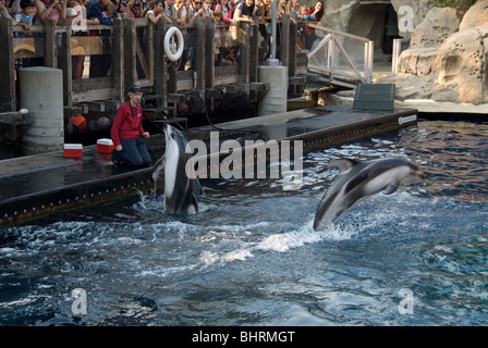 Spectacle de Dauphins à l'Aquarium de Vancouver Banque D'Images