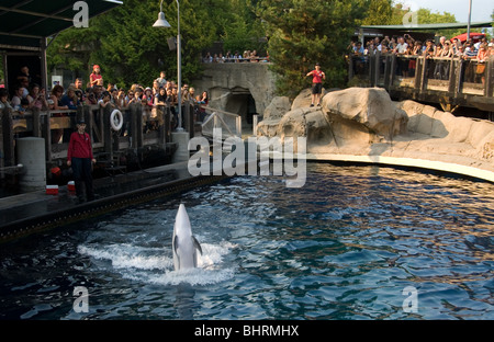 Spectacle de dauphins à nez de bouteille, l'Aquarium de Vancouver. Banque D'Images