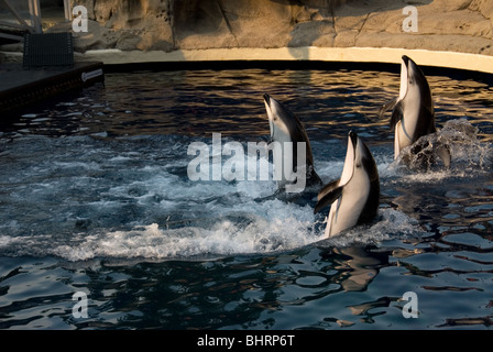 Spectacle de Dauphins à l'Aquarium de Vancouver Banque D'Images