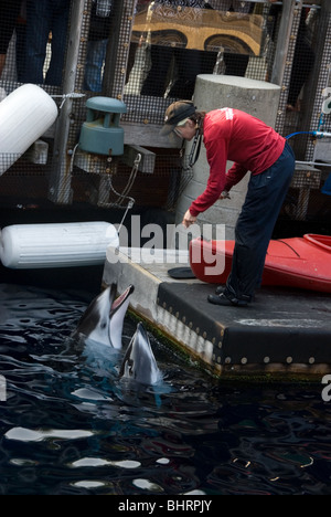 L'entraîneur des dauphins à l'Aquarium de Vancouver en Colombie-Britannique Banque D'Images