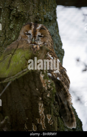 Chouette hulotte Strix Aluco enr seul adulte se percher dans l'arbre UK Banque D'Images