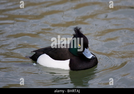 Fuligule morillon Aythya fuligula seul mâle adulte sur l'eau du lac Radipole, Weymouth, Royaume-Uni Banque D'Images