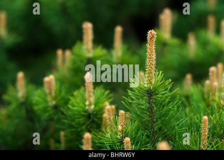 Les petits cônes de pin poussent sur les branches d'un arbre de pin de conifères de l'Amérique du Nord au printemps. Banque D'Images