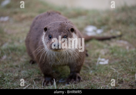 Loutre d'Europe Lutra lutra Portrait d'adulte seul UK Banque D'Images