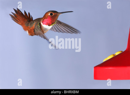 Un homme à l'approche d'un colibri d'Allen d'alimentation nectar Banque D'Images