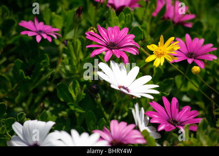 Charmant domaine fines fleurs en Israël Banque D'Images