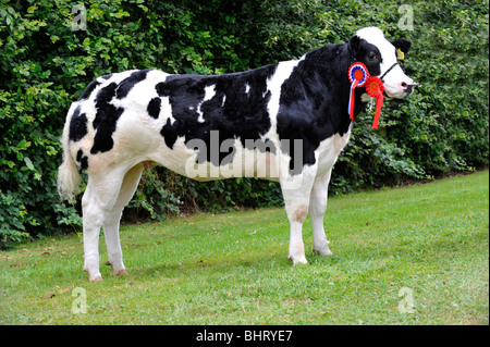 British Blue cow s'établissait à un spectacle sur halter. Banque D'Images