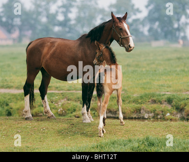 Gueldre horse - mare avec poulain on meadow Banque D'Images