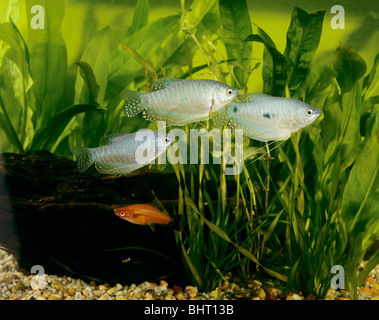 Place trois gouramis / Trichogaster trichopterus Banque D'Images