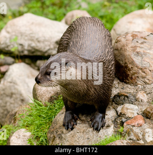 Une loutre de rivière Banque D'Images