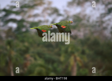 Deux perroquets de couleur rouge, Amazone Autumnalis, survolant la forêt tropicale de la réserve naturelle de Punta Patino dans la province de Darien, République du Panama. Banque D'Images