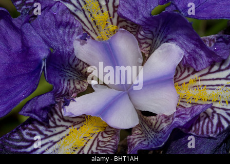 L'allemand ou l'iris iris germanica (fleurs) Banque D'Images