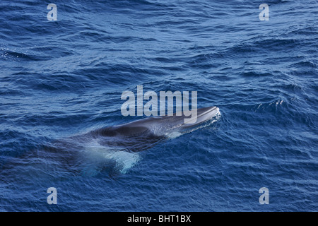 Le petit rorqual, AUSTRALIE Banque D'Images