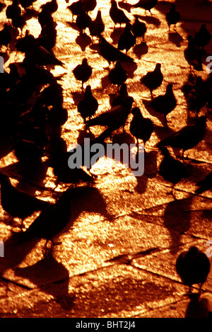 Les pigeons dans la place San Marco, Venise, se découpant en début de soirée rétro-éclairé du soleil d'or Banque D'Images