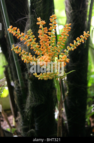 Fruit de l'Formosa Sugar Palm, Arenga engleri, Arecaceae (Palmae), Taiwan, en Asie. Nain Aka Sugar Palm, Palm Formosa. Banque D'Images