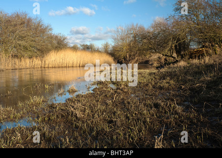 Cours supérieur de la rivière Thames près de Cricklade, Wiltshire, Royaume-Uni Banque D'Images