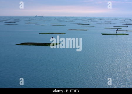 Huîtres à l'extérieur AnPing Harbour au coucher du soleil. Tainan, Taiwan Banque D'Images