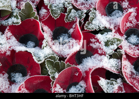 Gros plan d'une couronne de coquelicots en plastique recouvert de givre et un peu de neige Banque D'Images