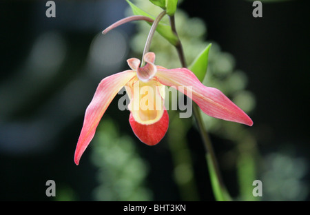 'Orchidées Phragmipedium Eric Young', Orchidaceae Banque D'Images