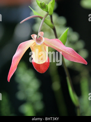 'Orchidées Phragmipedium Eric Young', Orchidaceae Banque D'Images