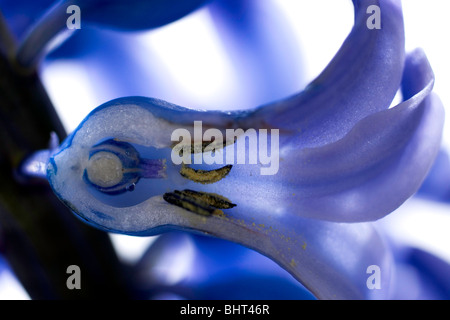 Jacinthe bleu de Delft fleurs disséquées suintant de nectar de style Banque D'Images