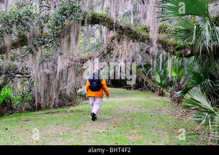 Un randonneur promenades sous la mousse espagnole pendant de chênes vivent le long d'un sentier dans la princesse Lieu Préserver, comté de Flagler, Floride Banque D'Images