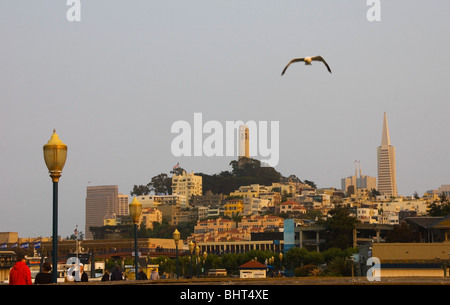 La Coit Tower, Telegraph Hill, Transamerica Pyramid et mouette, de Fisherman's Wharf, San Francisco, California USA Banque D'Images