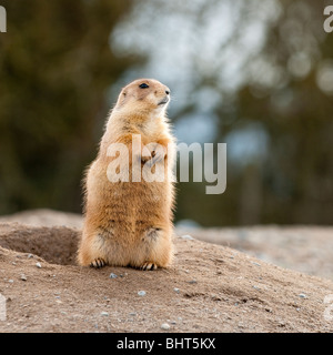 Praire Dog Lookout Banque D'Images