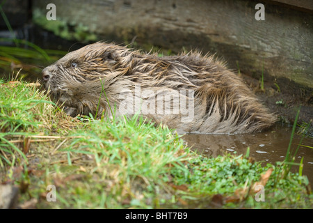 Castor européen (Castor fiber). L'herbe de pâturage de la banque au bord de l'eau. Banque D'Images