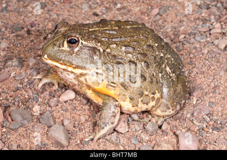 Pyxicephalus adspersus ouaouaron, africains, des amphibiens agressif originaire du sud de l'Afrique Banque D'Images