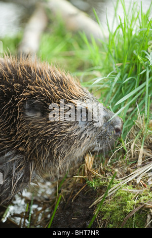 Castor européen (Castor fiber). Se nourrir de bord de l'eau végétation marginal. Banque D'Images