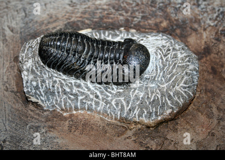 Trilobite Phacops sp. de l'Atlas, Maroc Banque D'Images