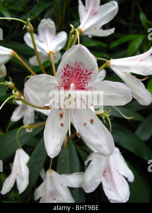 Fleur Rhododendron blanc Banque D'Images
