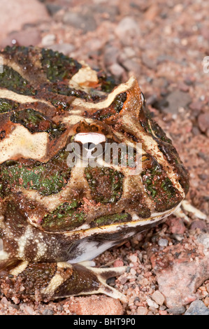 La grenouille cornue d'Argentine, Ceratophyrys ornata, également connu sous le nom de grenouille Pacman, originaire de forêts humides de l'Argentine, Uruguay, Brésil Banque D'Images