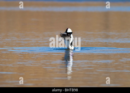 Le Petit Garrot mâle Canard - Bucephala albeola - baignade dans le lac - photographié en lumière chaude à angle faible Banque D'Images