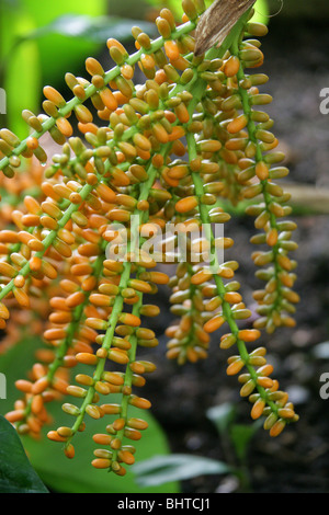 Fruit de l'Formosa Sugar Palm, Arenga engleri, Arecaceae (Palmae), Taiwan, en Asie. Nain Aka Sugar Palm, Palm Formosa. Banque D'Images