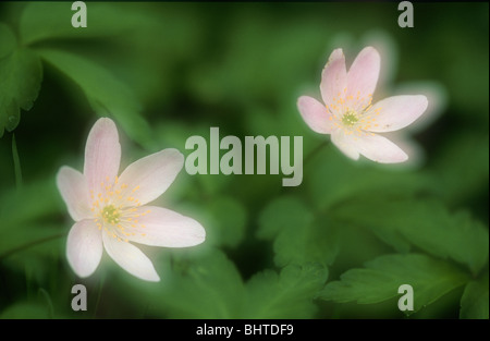 L'Anémone des bois, anémone, namorosa Ecclesall Woods, Sheffield, South Yorkshire Banque D'Images