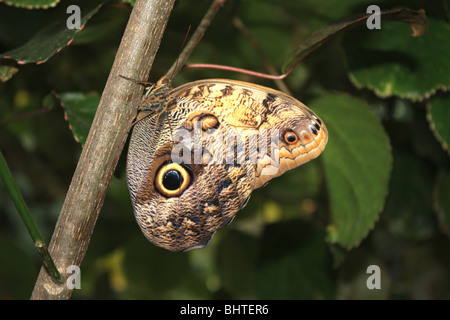 Papillon hibou Caligo memnon sur tige de la plante Banque D'Images