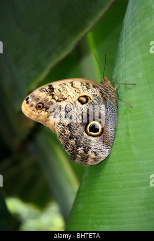 Papillon hibou Caligo memnon sur des feuilles de banane Banque D'Images