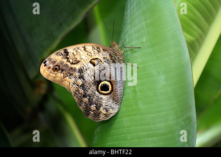 Papillon hibou Caligo memnon sur des feuilles de banane Banque D'Images