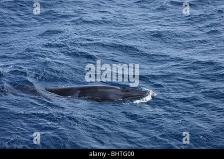 Le petit rorqual, AUSTRALIE Banque D'Images