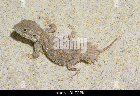 Bouclier nain Agama queue (mâle) / Xenagama taylori Banque D'Images