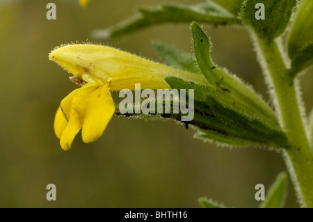 Bartsia Parentucellia viscosa, jaune Banque D'Images